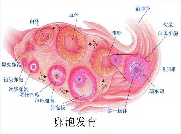 香港验血测胎儿邮寄,34岁取了3个卵泡试管婴儿受孕的几率高吗